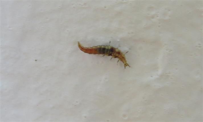Larva di Hemerobiidae